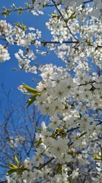 White cherry blossoms on tree branches against blue sky. Stock Photos