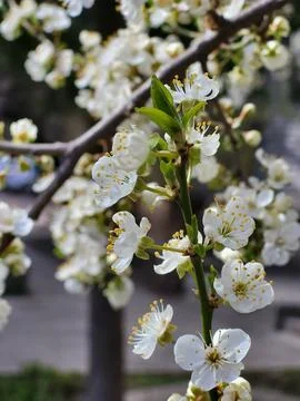 White cherry blossoms on tree branches close-up Stock Photos
