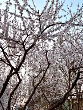 White Cherry Blossoms on Tree Branches Against Soft Sky in Spring Nature Scen Foto stock