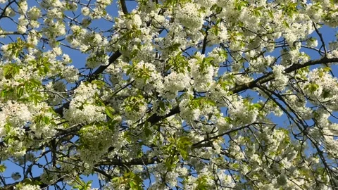 White Cherry Blossoms on Tree – Horizontal Spring Nature Close-Up Видео 334179634