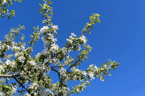 White cherry blossoms on a tree under clear blue sky in sunny weather Foto stock