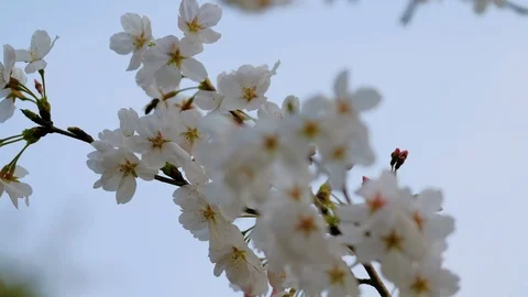 White cherry blossoms under blue sky open in spring Video stock 109419868