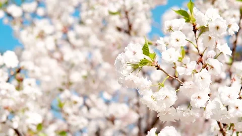 White Cherry Blossoms Under Clear Spring Sky 4K Video stock 341863512