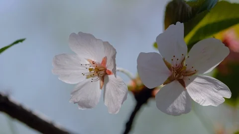 White cherry blossoms under spring blue sky close up Stock Footage 107743945