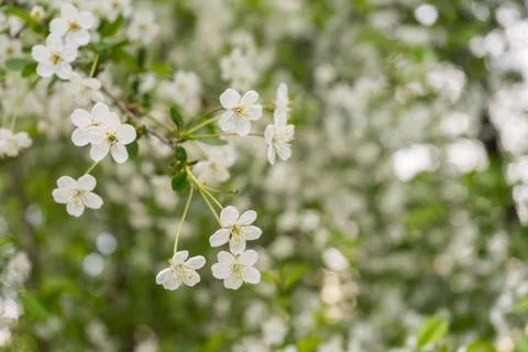 White cherry blossosms in spring on bokeh background, soft light. Stock Photos