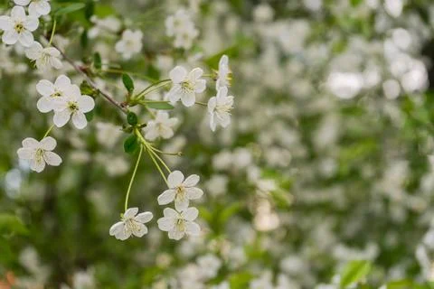 White cherry blossosms in spring on bokeh background, soft light. Stock Photos