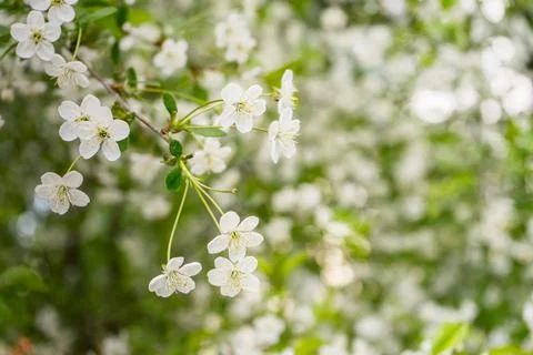 White cherry blossosms in spring on bokeh background, soft light. Stock Photos