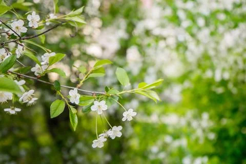 White cherry blossosms in spring on bokeh background, soft light. Stock Photos