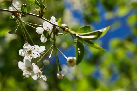 White cherry blossosms in spring on bokeh background, soft light. Stock Photos
