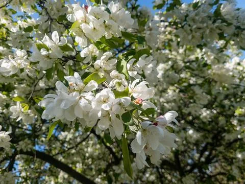 White Cherry blossum tree Stock Photos