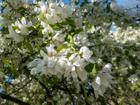 White Cherry blossum tree Stock Photos