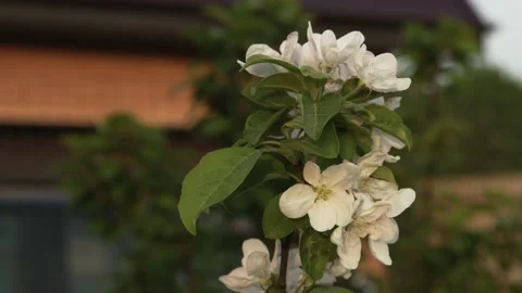 White cherry branch closeup on blurred background of brick house 動画素材 159876600