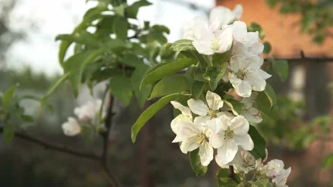 White cherry branch shaking in the wind, closeup on background of brick house Stock-Footage 159711159