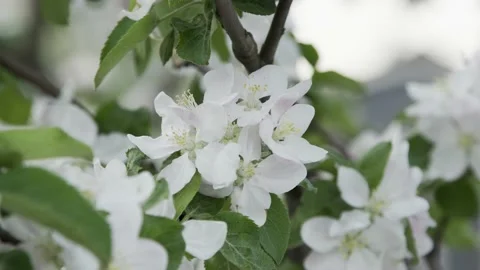 White cherry branch shaking in the wind, closeup of a branch with flowers Vídeo Stock 159769759