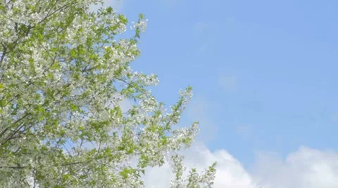 White cherry branches swaying on wind against blue sky Stock Footage 7752503
