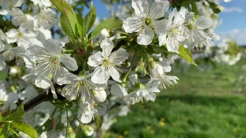 White cherry flower blooming. Stock Footage 153671208