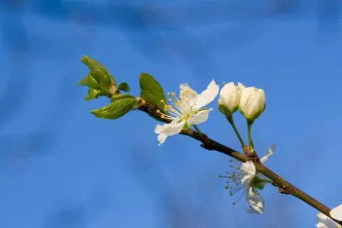 White cherry flower Stock Photos