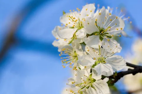 White cherry flower Stock Photos