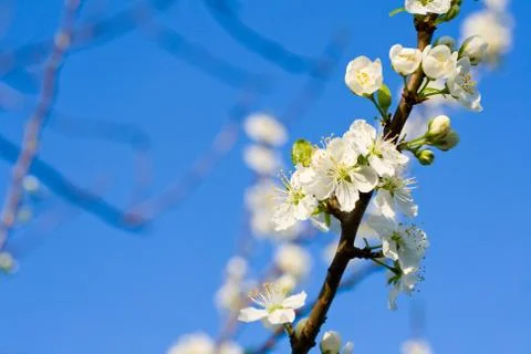 White cherry flower Stock Photos