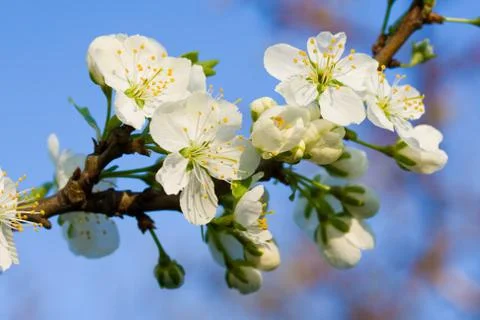 White cherry flower Stock Photos