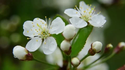 White cherry flower with raindrops on the petals blooming garden of cherry trees Stock Footage 196238599
