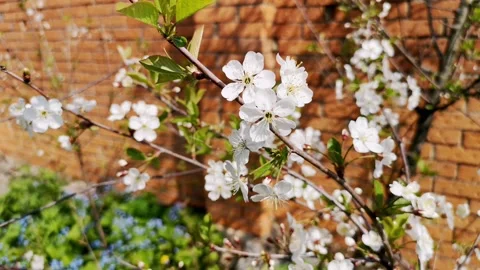 White cherry flowers are swaying in the wind in spring Stock Footage 154182909