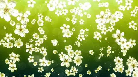 White Cherry Flowers Background Vidéo 204143083