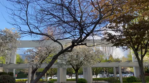 White cherry flowers blooming in springtime swing in the wind. Video stock 194091482