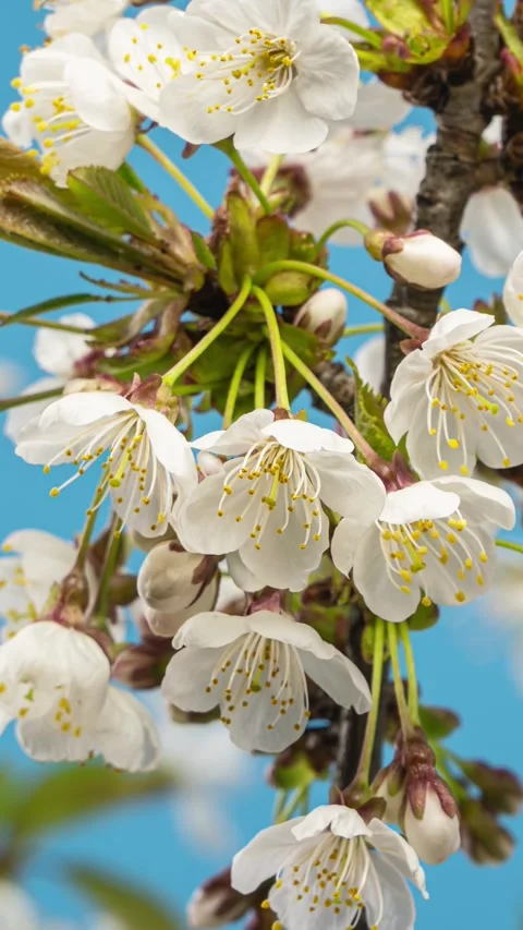 White cherry flowers blooming in tree branch in spring Time lapse vertical video Stock Footage 276553230