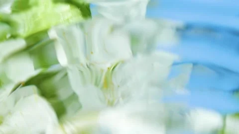 White cherry flowers blossom reflection in water surface, splash, ripples, waves Vídeos de archivo 185883023