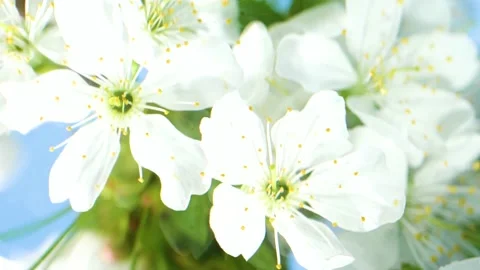 White cherry flowers blossom reflection in water surface, splash, ripples, waves 動画素材 197740549