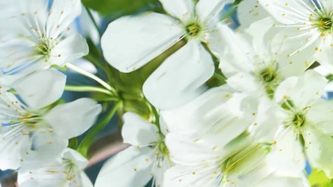 White cherry flowers blossom reflection in water surface, splash, ripples, waves Stockbeeldmateriaal 201127491