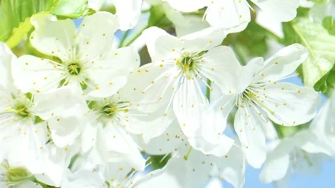 White cherry flowers blossom reflection in water surface, splash, ripples, waves Stockbeeldmateriaal 233768635
