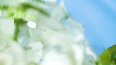 White cherry flowers blossom reflection in water surface, splash, ripples, waves Stock Footage 234036741