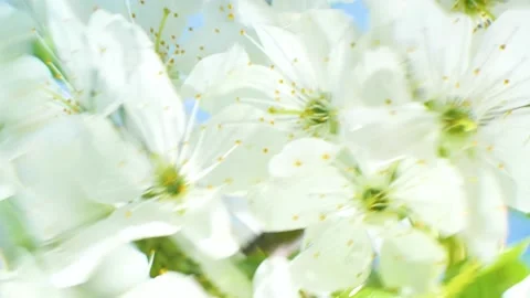 White cherry flowers blossom reflection in water surface, splash, ripples, waves Stockbeeldmateriaal 234380440