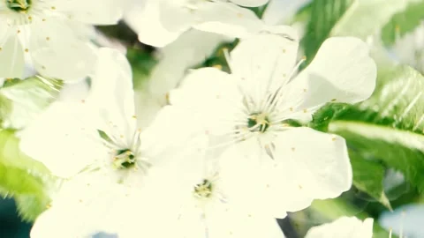 White cherry flowers blossom reflection in water surface, splash, ripples, waves Video stock 235507763