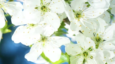White cherry flowers blossom reflection in water surface, splash, ripples, waves Stockbeeldmateriaal 237302191