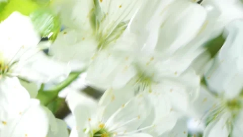 White cherry flowers blossom reflection in water surface, splash, ripples, waves Video stock 237797733