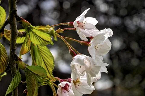 White cherry flowers with blu Stock Photos