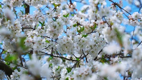 White cherry flowers on the branches. Stock Footage 129101117