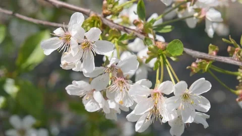 White cherry flowers. Cherry blossom close-up. Cherry flowers against the blue Video stock 195533014