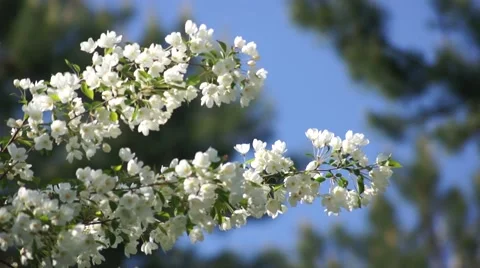 White Cherry Flowers, Close Up With Blue Sky Stock Footage 50320912