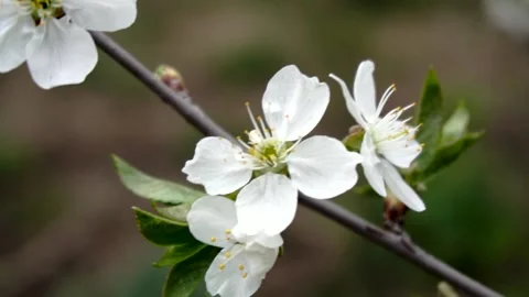 White cherry flowers Video stock 154428142