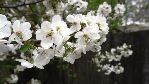 White cherry flowers Stock Footage 154428146