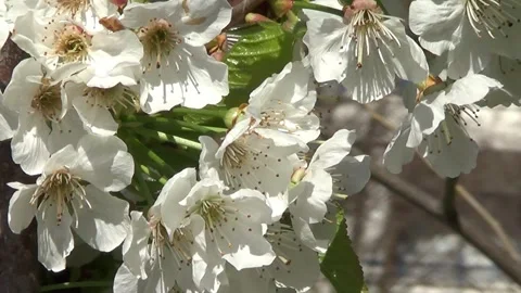 White cherry flowers Stock Footage 329378929