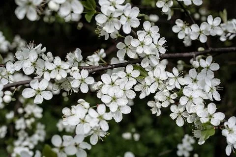 White cherry flowers. Horizontal spring background Stock Photos