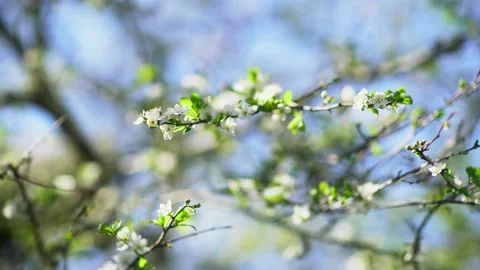 White cherry flowers moving in the wind. Stock Footage 131362010