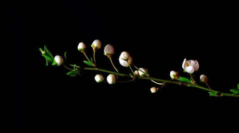 White cherry flowers opening time lapse Stock Footage 22475873