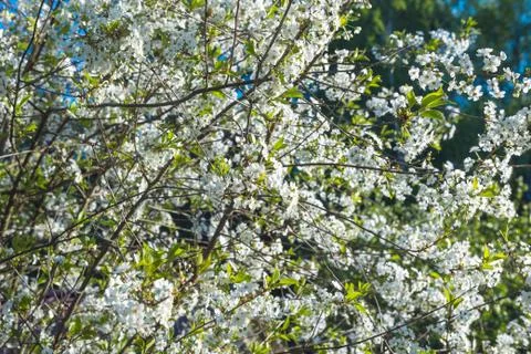 White cherry flowers Stock Photos