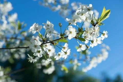 White cherry flowers Stock Photos